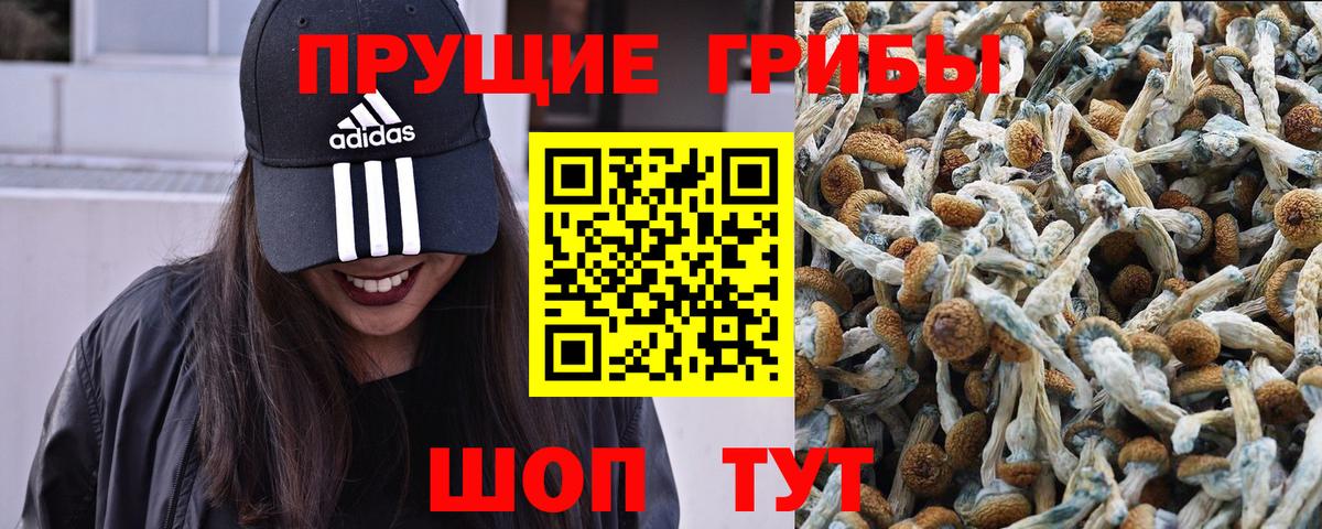 Псилоцибиновые грибы Cubensis Луга